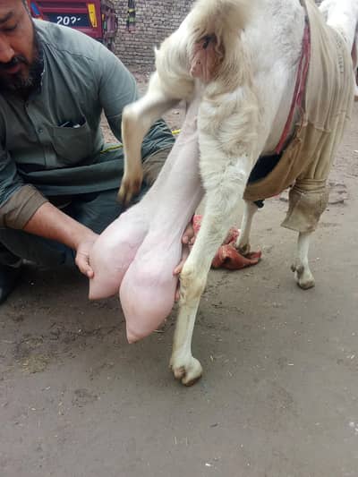 Pure Gulabi taqreban 10 days he Bache dene me