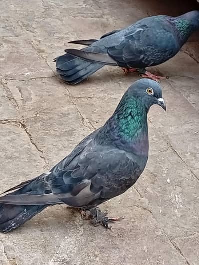 Fancy pigeon for sale