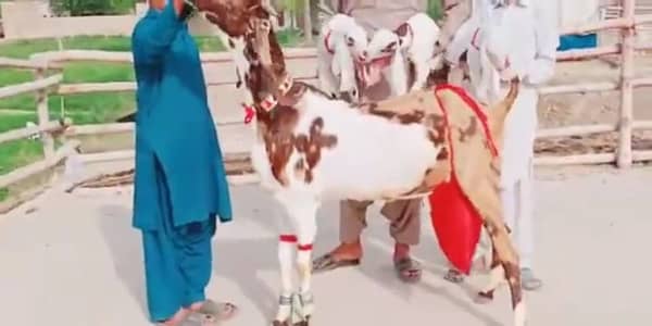 3 Bacchon Ka Sath Desi Bakri For Sale/ +03291198926
