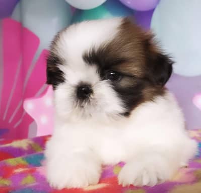 Shitzu puppies available
