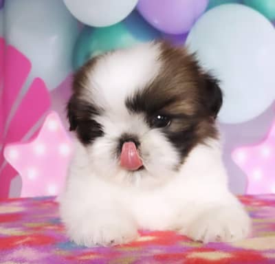 Shitzu puppies available