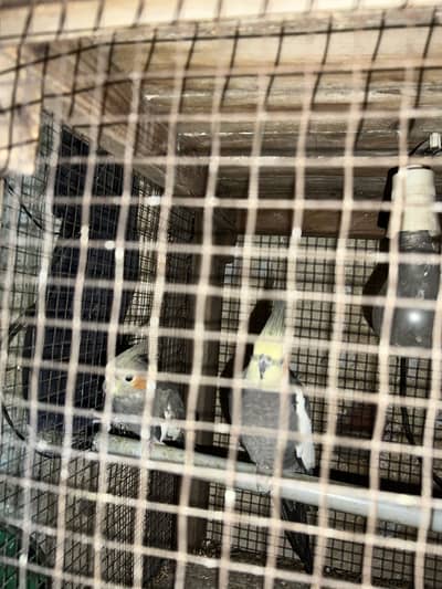 Cocktail  breeder pair  , love birds,