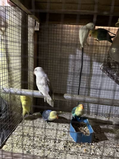 Cocktail  breeder pair  , love birds,