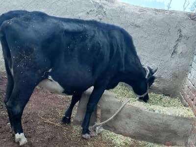 America cow per day milk 8 kg