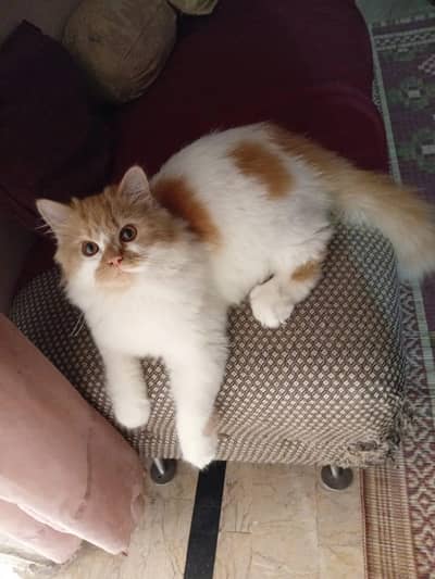 percian cats pire 6 month 0310 2044458