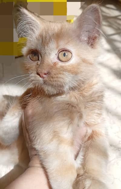 percian female cat 5 month 0310 2044458