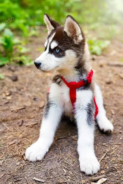 Husky puppy sale for adopt