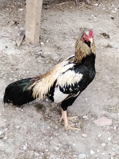 Black shamoo Aseel Murga