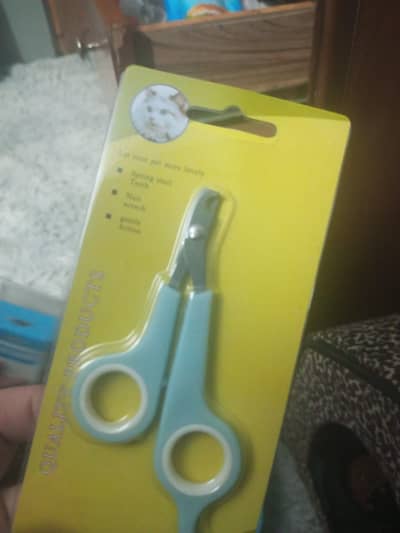 3 Months Old Cute Kitten for Sale with Complete Accessories