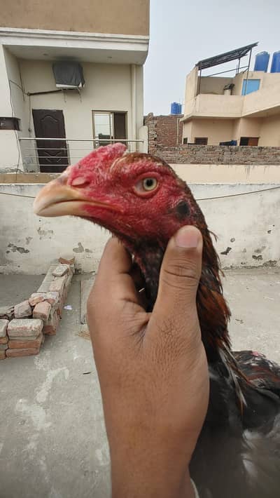 Turkish Hint +japnees crose main bird hia hia dono