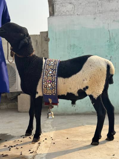 healthy dhumba pkka kherra