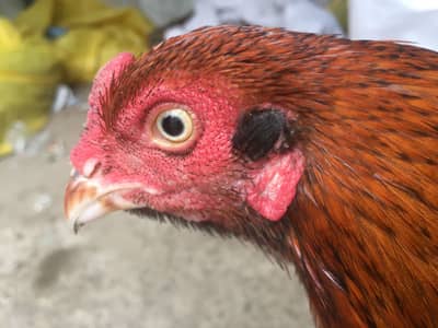 Aseel morgha for sale