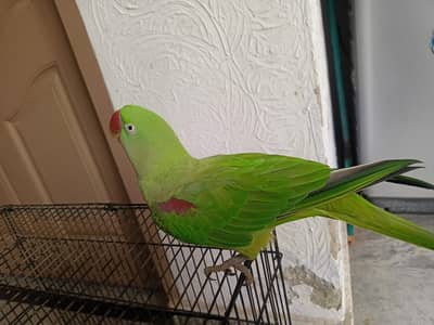 female raw parrot hand tame