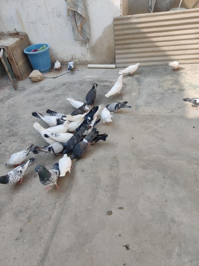 kabli patti waly ke bache available serious log rabta krein