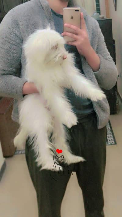 top quality poodle  x shitzu male pup available for sale