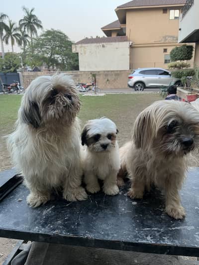 Shihtzu Female Puppy /Shihtzu Male Puppy/Shihtzu Dogs/Shihtzu Pair/Dog