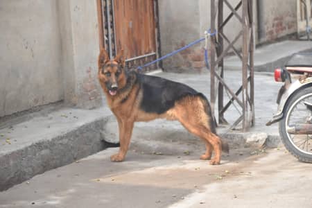 German shepherd stud