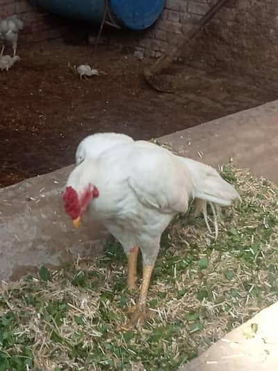pair for sale with 5 chicks 0344. . 7.953632