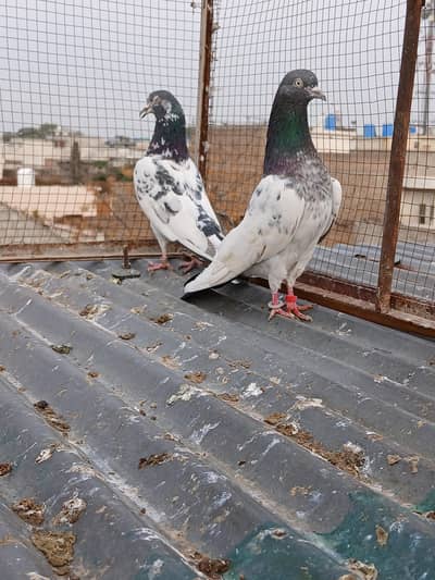 teedy 2  pairs &  red tail  male