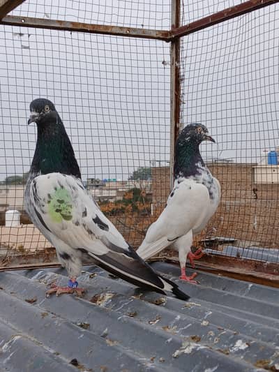 teedy 2  pairs &  red tail  male