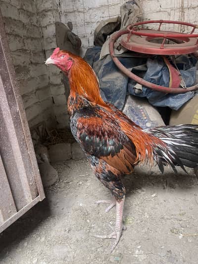 High Quality Aseal Available