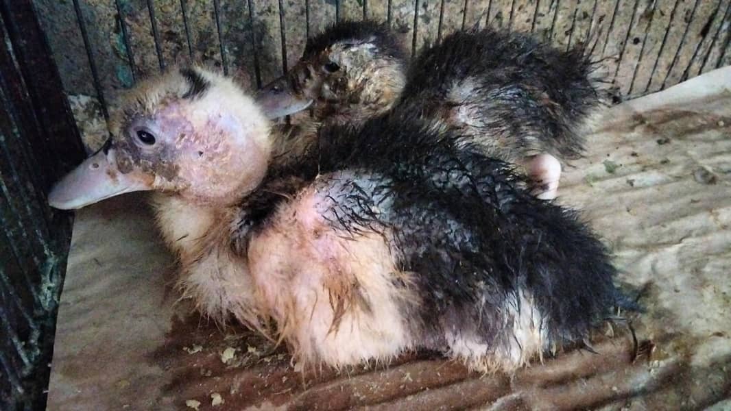 ducks pair or cages dono 1