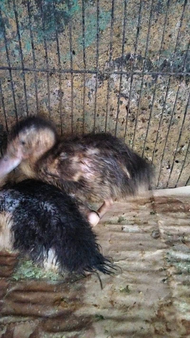 ducks pair or cages dono 2