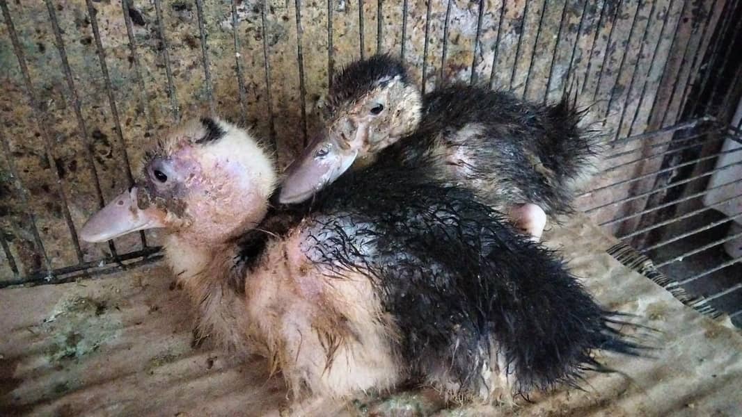 ducks pair or cages dono 3