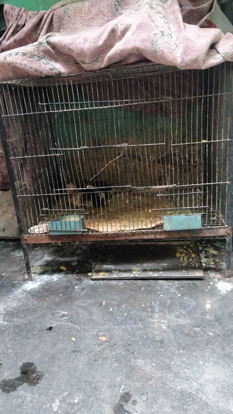 ducks pair or cages dono 4