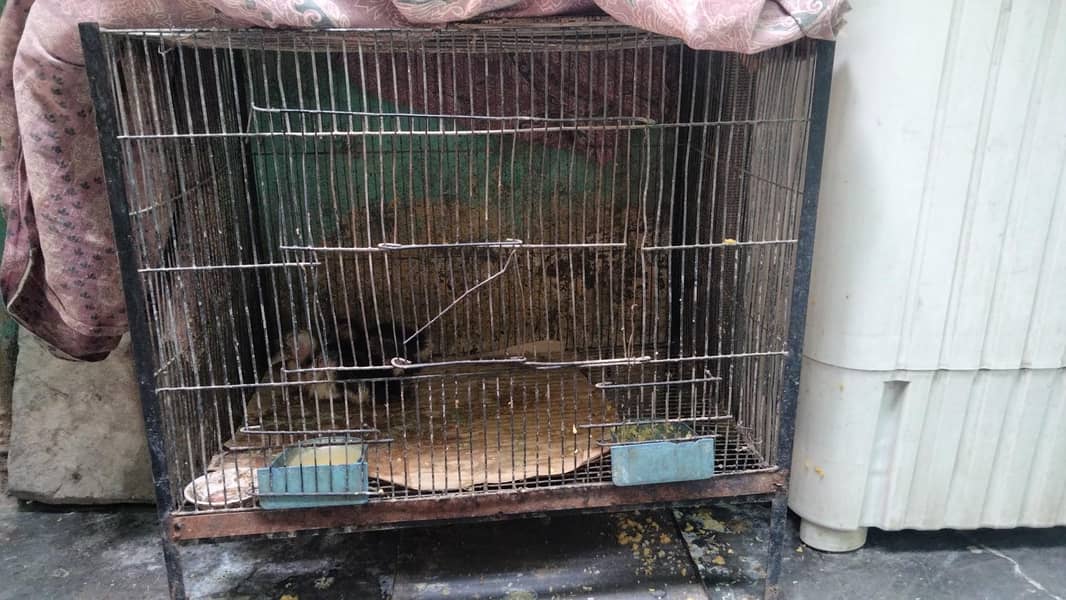 ducks pair or cages dono 6