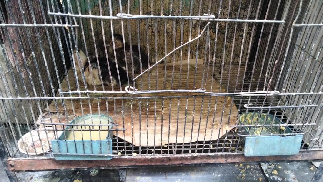 ducks pair or cages dono 7