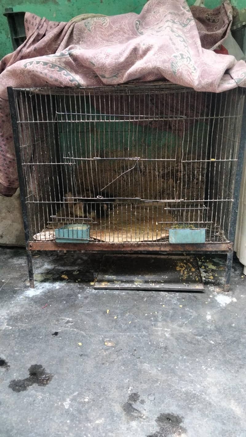 ducks pair or cages dono 8