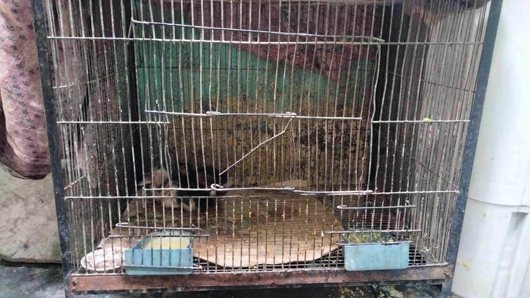 ducks pair or cages dono 9