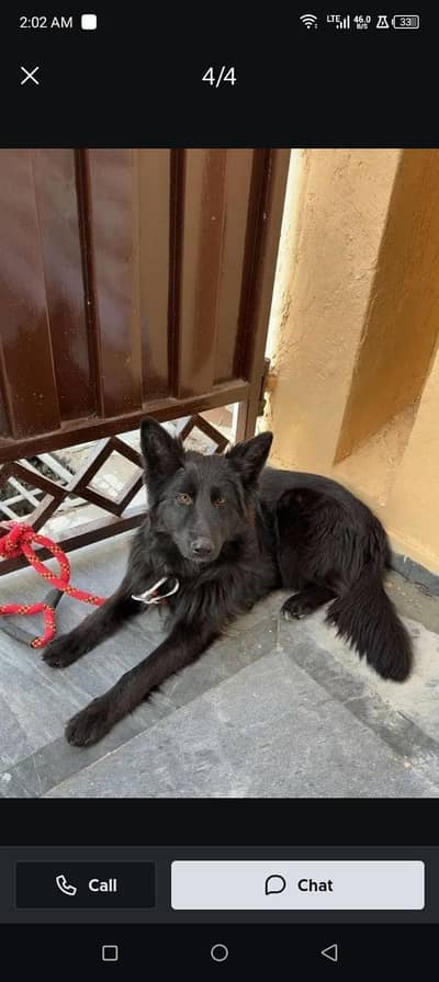 German shepherd  long court male