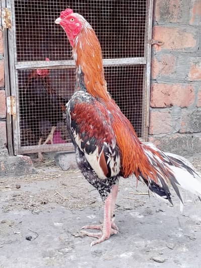 Aseel mianwali hen