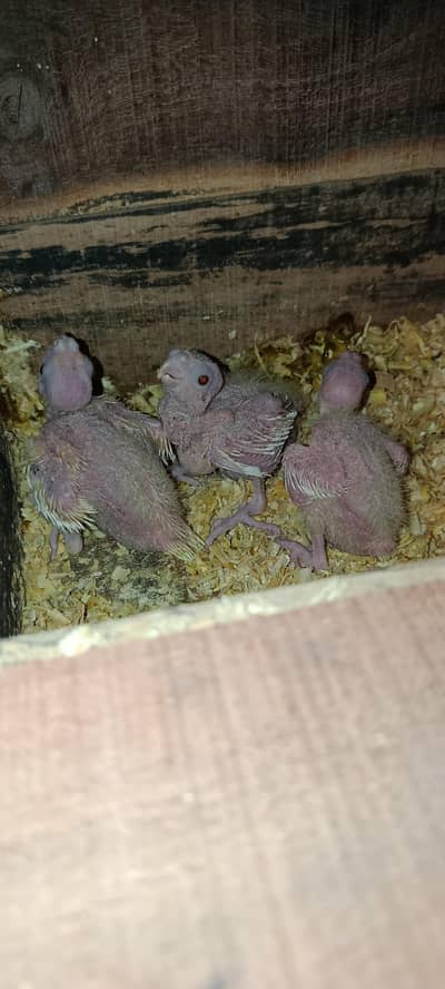 3 Cockatiel Lutino/Common redeye chicks available