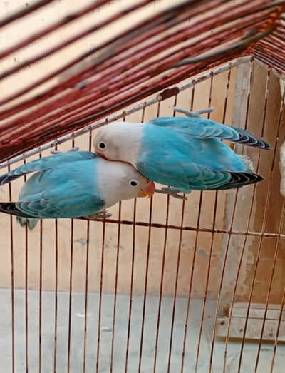 blue opline cage for sale