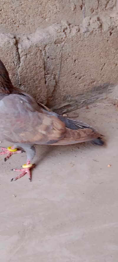pigeon for sale