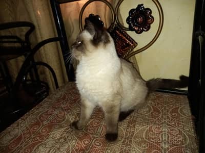Himalayan Male kitten for sale