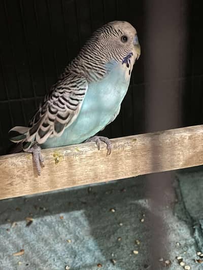 Male budgie blue