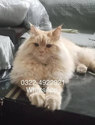 Neutered Persian Male Cat With All Accessories
