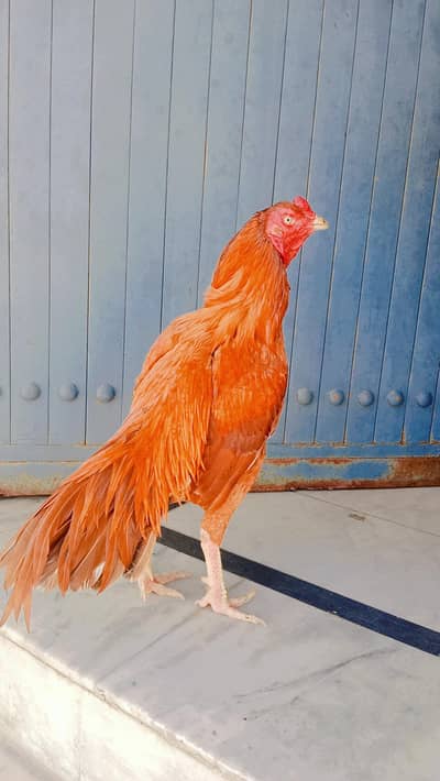 only serious person can message