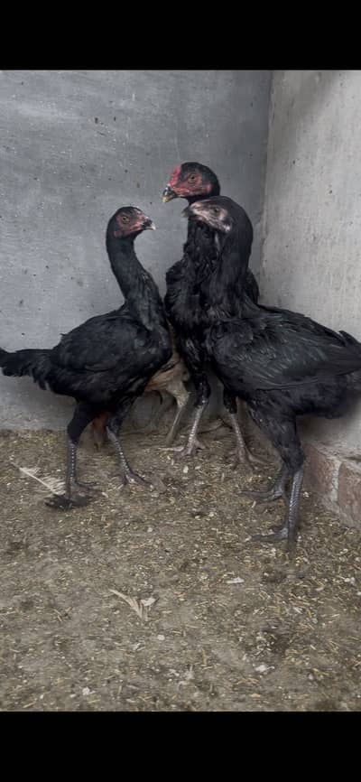 Quality thai birds pathy pathiya