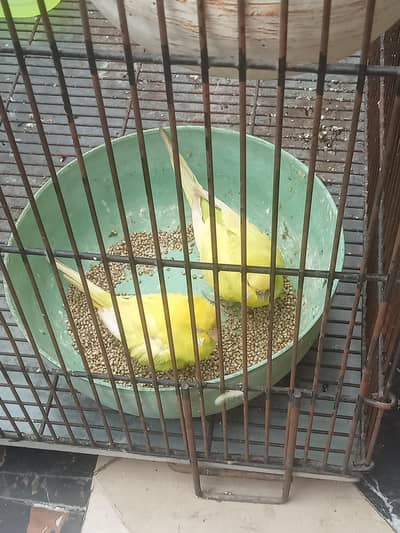 Full yellow color Australian breeder pair female in red eye