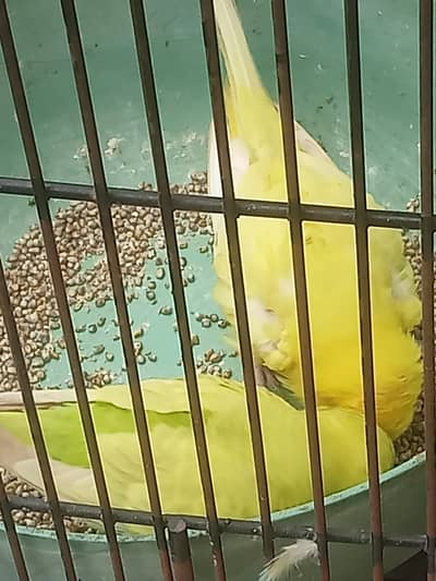 Yellow color Australian breeder pair female in red eye