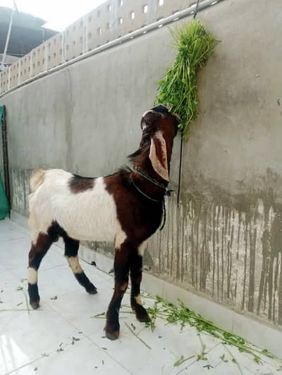 tapery bakray 03333029182