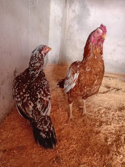 Aseel pair peela nar cheene madi