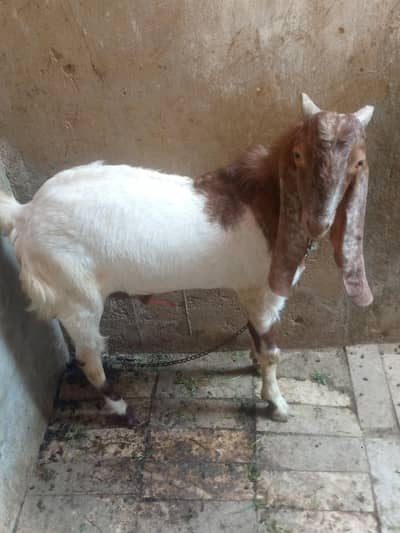 kamoori Cross male female jhori