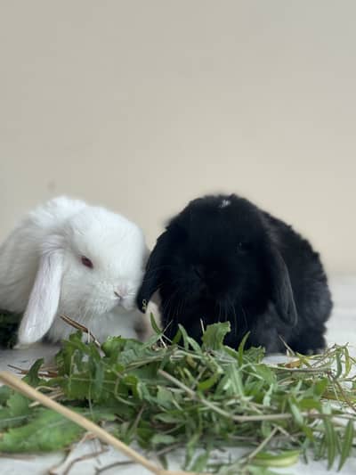 Holland loop ouch face