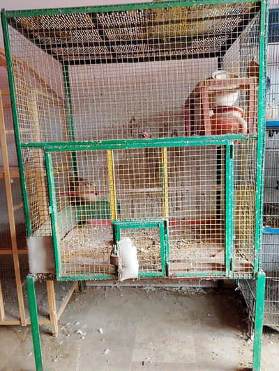 heavy huge cage for hens and parrots